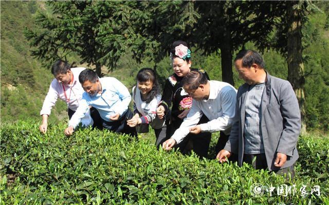 作家們在腳堯村茶園體驗(yàn)采茶技藝